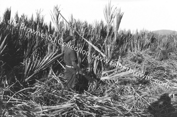 SUGAR - FIELDS : CUTTING CANE